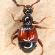 Trissemus antennatus (1.7–1.9 mm)