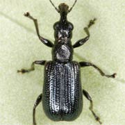 Deporaus mannerheimii (2.8–4 mm)