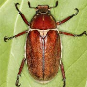 Anoxia villosa (23–29 mm)
