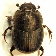 Onthophagus joannae (4–5.5 mm)