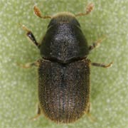 Phloeosinus thujae (1.5–2.4 mm)