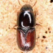 Scolytus pygmaeus (1.5–2.5 mm)