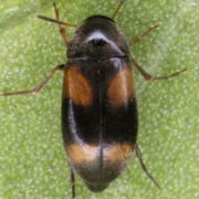 Anaspis quadrimaculata (2–2.8 mm)