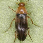 Anaspis thoracica (2.5–3 mm)