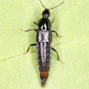Acylophorus glaberrimus (6–7 mm)