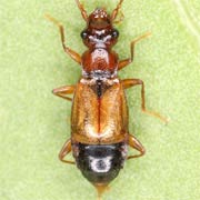 Anthophagus bicornis (5.6–6 mm)