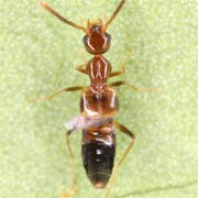Myrmecocephalus concinna (2.5–3.4 mm)