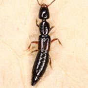 Phacophallus parumpunctatus (7.5–8.5 mm)