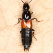 Philonthus coruscus (7–8 mm)