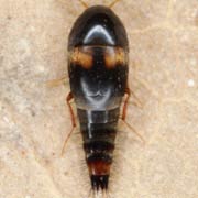 Sepedophilus bipustulatus (3.5–5.5 mm)