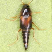 Sepedophilus littoreus (4–5 mm)