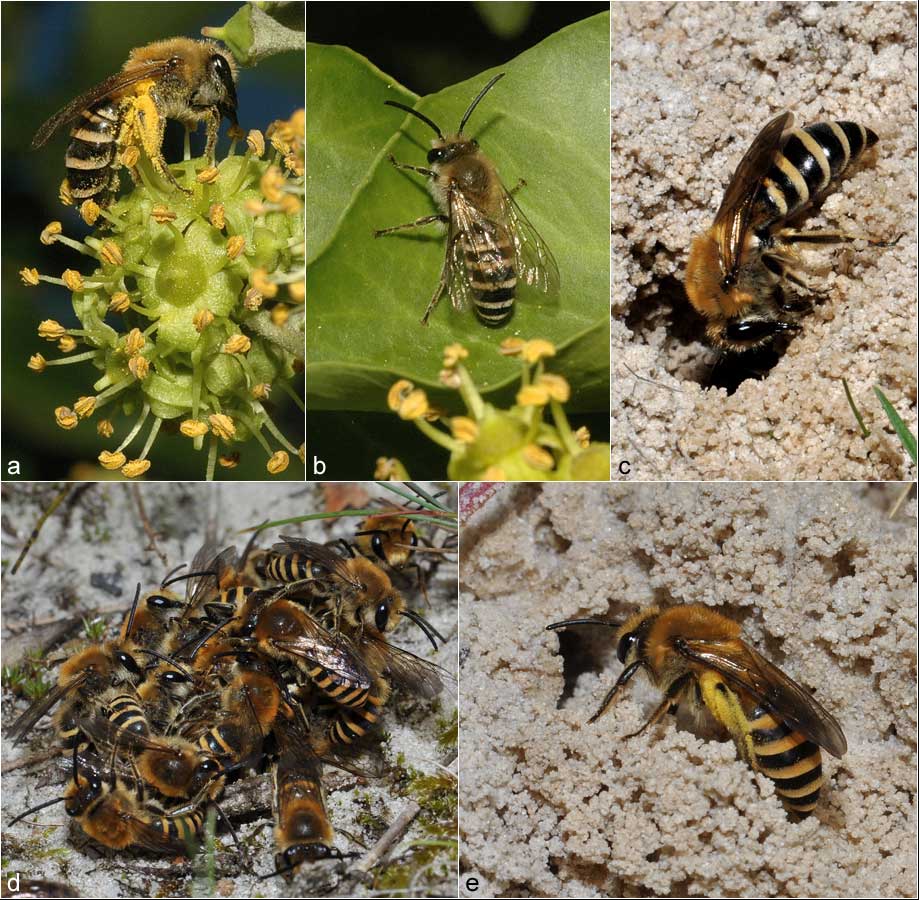 Development cycle of the ivy bee