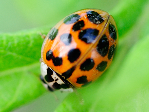 Userfoto
