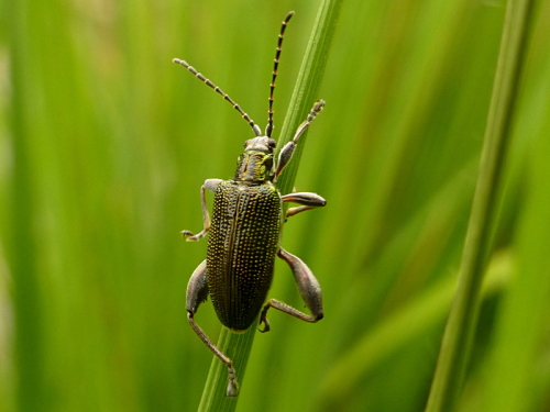 Userfoto