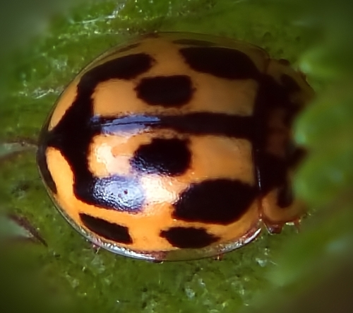 Userfoto