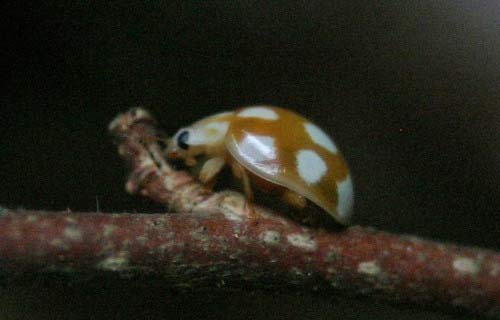 Userfoto
