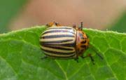 Thumbnail 15659 B