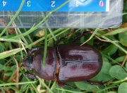 Thumbnail 17141 A