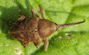 Thumbnail 17295 B