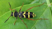 Thumbnail 17528 B