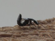 Thumbnail 19761 B