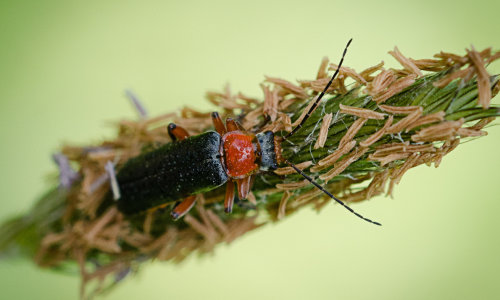 Userfoto
