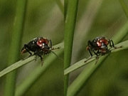 Thumbnail 21287 B
