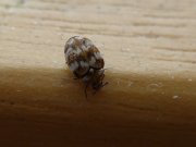 Thumbnail 21345 B
