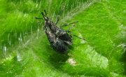 Thumbnail 24813 B