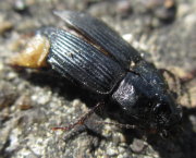 Thumbnail 24947 B