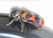 Thumbnail 25339 B