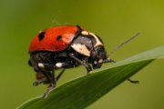 Thumbnail 26853 B