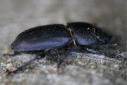 Thumbnail 27363 B