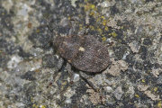 Thumbnail 28971 B