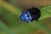 Thumbnail 29245 B