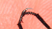 Thumbnail 30351 B
