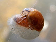 Thumbnail 37274 B