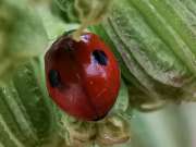 Thumbnail 200446 B