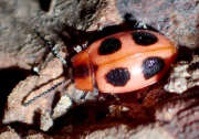 Thumbnail 201012 A