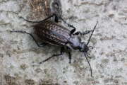 Thumbnail 201091 A