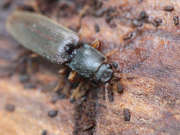 Thumbnail 206122 B