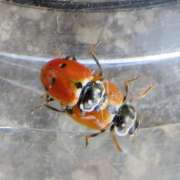 Thumbnail 207185 B