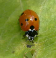 Thumbnail 211097 A
