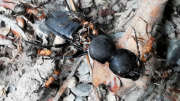 Thumbnail 211303