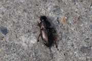 Thumbnail 211577 A