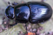 Thumbnail 211886 B