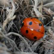 Thumbnail 213358 A