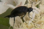 Thumbnail 214753 B
