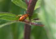 Thumbnail 215647 B