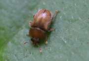 Thumbnail 216059 B